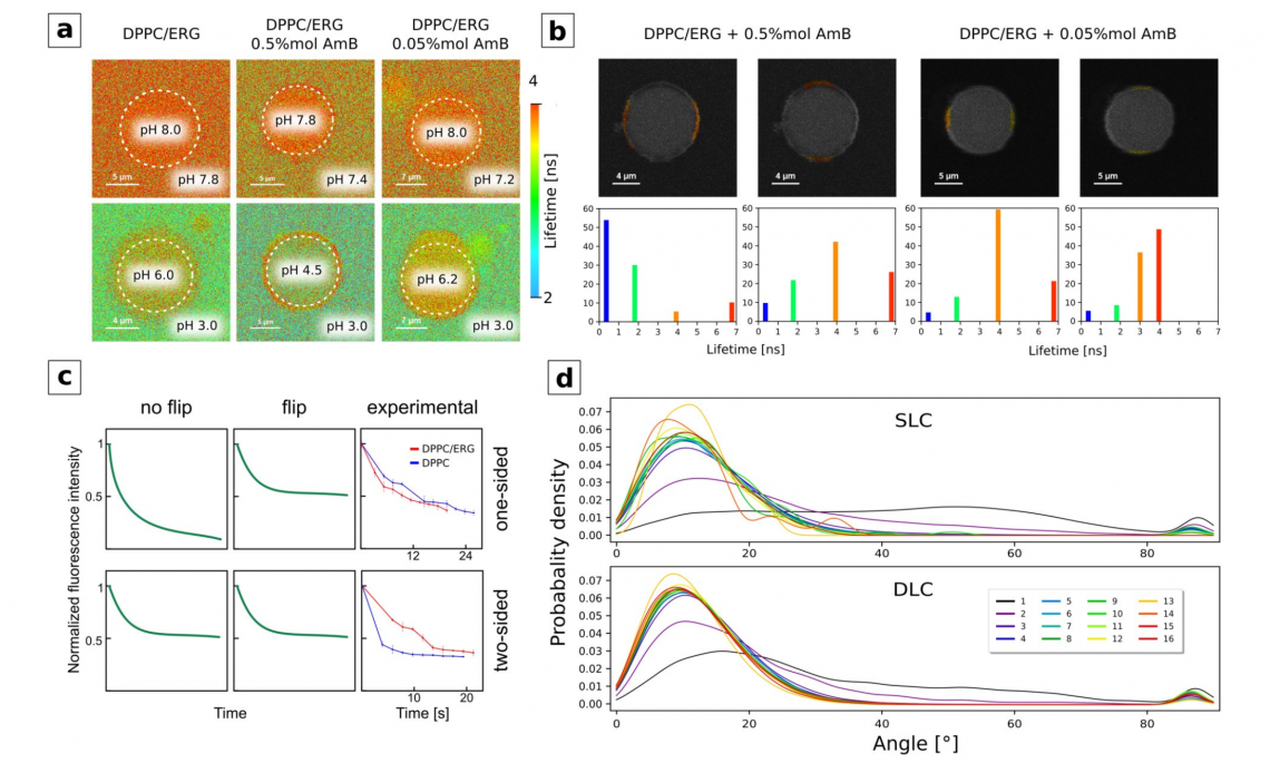 Department Of Biophysics | Self-assembly, Stability And Conductance Of ...